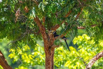 The bill and large hump are yellow. The face is black. The throat is white or yellowish-white. The body is black. The wings are black with a wide yellow stripe running down the middle of the wings.