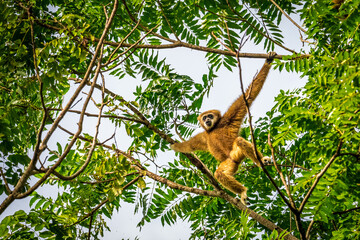 White-handed gibbon or Gibbons on trees, gibbon hanging from the tree branch. Animal in the wild, KhaoYai National Park, Thailand.