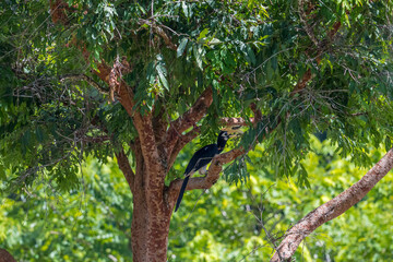 The bill and large hump are yellow. The face is black. The throat is white or yellowish-white. The body is black. The wings are black with a wide yellow stripe running down the middle of the wings.