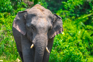 Naklejka premium Elephants are large mammals and are the largest land animals. Wild elephants eat plants. They are big, have a small head, big legs, and have a trunk that reaches to the ground. That trunk is the nose.