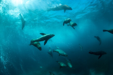 A playful group of sea lions swims underwater in a burst of bubbles and sunlight.