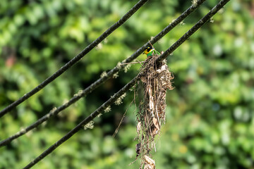 Long-tailed broadbill Broad-mouthed, long-tailed adults have a bright yellow throat and face. There are yellow patches on each side of the nape of the neck.	