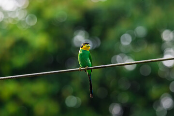 Long-tailed broadbill Broad-mouthed, long-tailed adults have a bright yellow throat and face. There are yellow patches on each side of the nape of the neck.	