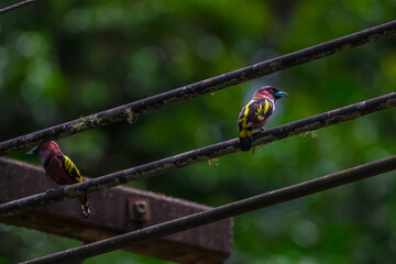 Elephants are large mammals and are the largest land animals. Wild elephants eat plants. They are big, have a small head, big legs, and have a trunk that reaches to the ground. That trunk is the nose.