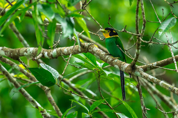 Long-tailed broadbill Broad-mouthed, long-tailed adults have a bright yellow throat and face. There are yellow patches on each side of the nape of the neck.	