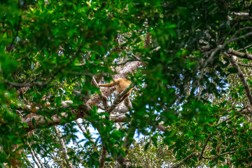 White-handed gibbon or Gibbons on trees, gibbon hanging from the tree branch. Animal in the wild, KhaoYai National Park, Thailand.	