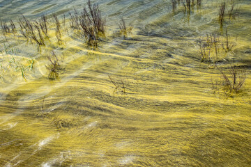 Sandy, greenish shimmering bottom in a lake as background