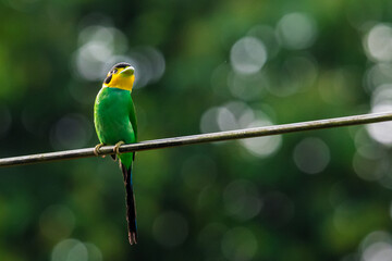Long-tailed broadbill Broad-mouthed, long-tailed adults have a bright yellow throat and face. There are yellow patches on each side of the nape of the neck.	