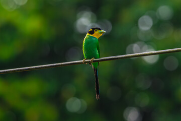 Long-tailed broadbill Broad-mouthed, long-tailed adults have a bright yellow throat and face. There are yellow patches on each side of the nape of the neck.	