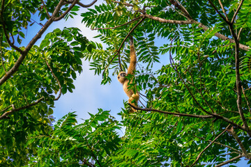 Fototapeta premium White-handed gibbon or Gibbons on trees, gibbon hanging from the tree branch. Animal in the wild, KhaoYai National Park, Thailand. 
