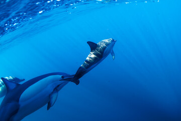 Naklejka premium A pod of dolphins swimming in clear blue waters of Australia.