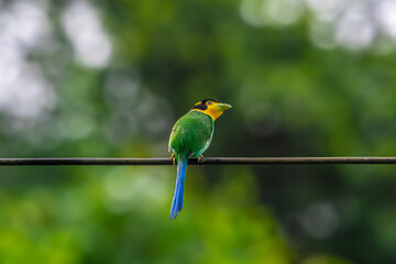 Long-tailed broadbill Broad-mouthed, long-tailed adults have a bright yellow throat and face. There are yellow patches on each side of the nape of the neck.	