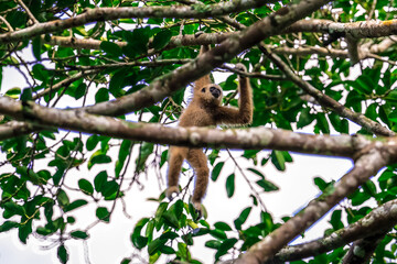 White-handed gibbon or Gibbons on trees, gibbon hanging from the tree branch. Animal in the wild, KhaoYai National Park, Thailand.	