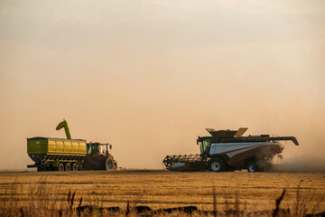 Fototapeta premium a combine harvester is harvesting wheat in a field at sunset