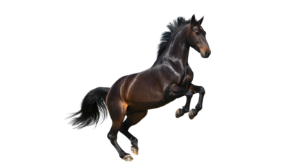 A dark brown horse rearing up on its hind legs against a plain white background in a studio shot on transparent background