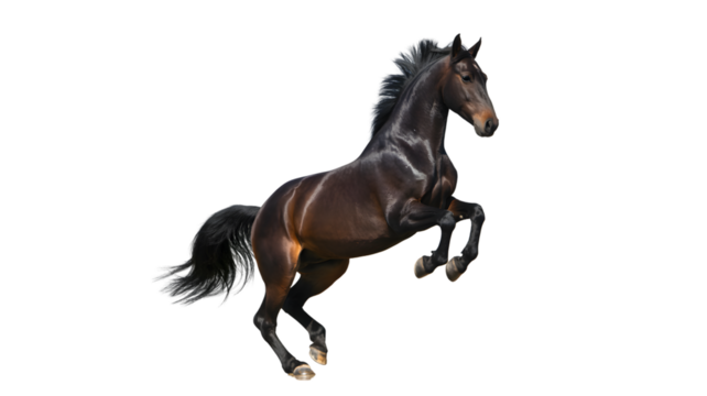 A dark brown horse rearing up on its hind legs against a plain white background in a studio shot on transparent background