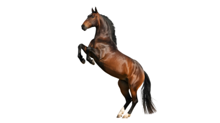 A brown horse rearing up on its hind legs with a white background in a studio shot of the animal on transparent background