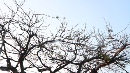 Branches of a bare tree stretch across a pale blue sky, creating a stark, wintery silhouette.