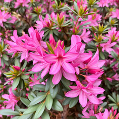Obraz premium Pink Azalea. A flowering shrub in the genus Rhododendron, known for their vibrant, long-lasting spring blooms.