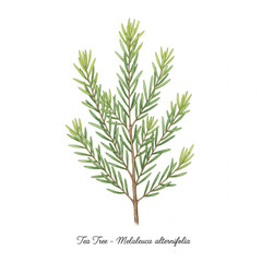 Fototapeta premium Tea Tree Botanical – Watercolor Medicinal Herb Art for Skincare Labels, Essential Oil Packaging, and Apothecary Decor 
