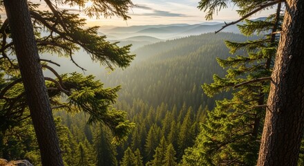 Obraz premium Serene Mountain Forest Landscape with Sunlight Filtering Through Tall Evergreen Trees