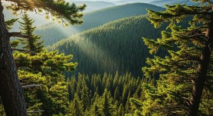 Lush Green Forest Mountain Landscape with Sunlight Rays Filtering Through Pine Trees