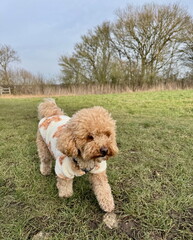 Poodle Puppy In A Jumper
