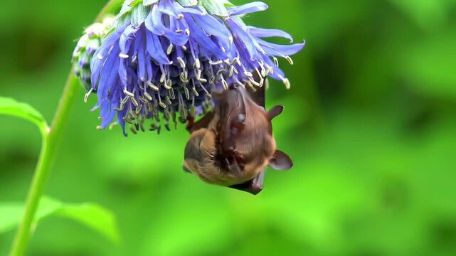 Little bat hangs upside down from a purple flower on a bright day