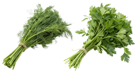 Fresh dill and parsley bundles arranged on a bright white background for culinary presentation and cooking inspiration