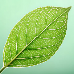 Obraz premium Detailed close-up view of a vibrant green leaf with intricate vein patterns