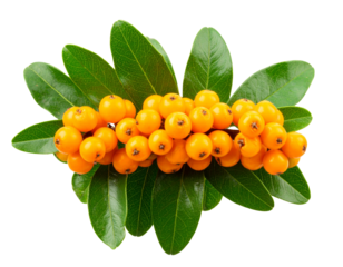 Fresh Bunch of Vibrant Orange Berries with Green Leaves, Close-Up View, Isolated on Transparent Background
