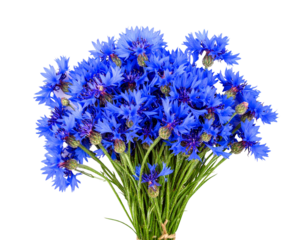 Fresh Sky Blue Cornflower Bouquet in Full Bloom, Top-Down View, Isolated on Transparent Background