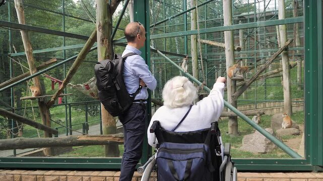 People are watching the patas monkeys at zoo
