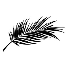 feather on white background