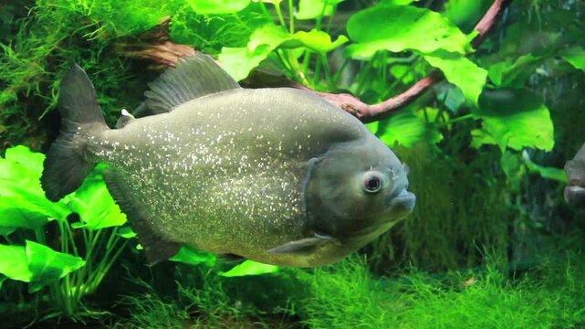 The red bellied piranha or red piranha - pygocentrus nattereri.