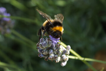 A bee pollinating in lavender
Godshill, Isle of Wight 