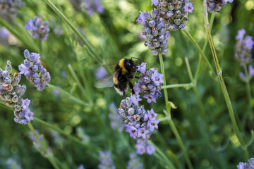 A bee pollinating in lavender
Godshill, Isle of Wight 