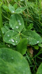water drops on green clover leaf. concept of burning and water irrigation