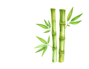 Fototapeta premium Lush green Japanese bamboo plant with leaves, isolated on a white background
