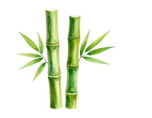 Fototapeta premium Lush green Japanese bamboo plant with leaves, isolated on a white background