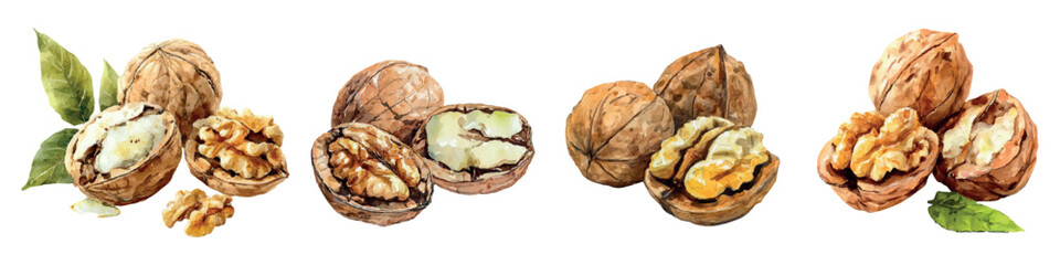 Watercolor set of walnuts. Cracked walnuts in shell. Opened walnut watercolor. Organic healthy food. Vector illustration.