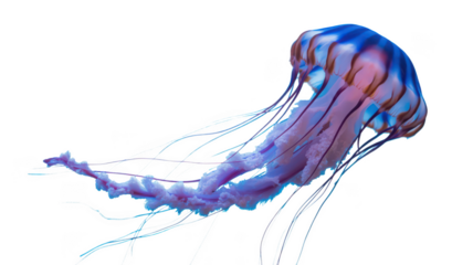 Vibrant purple and blue jellyfish with flowing tentacles isolated on transparent background