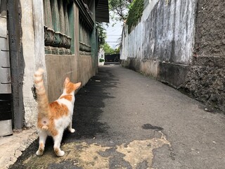 Ginger and white cat exploring an alleyway.
