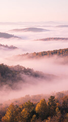 Fototapeta premium Pastel Pine Grove in Soft Morning Fog