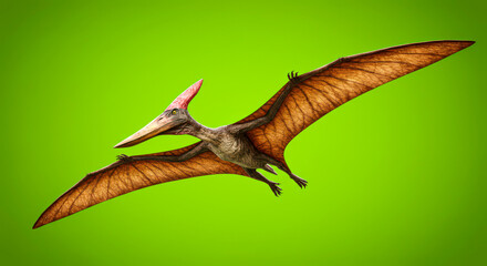 Pterodactyl flying with wings spread against green backdrop, green screen dinosaur