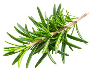 Fototapeta premium Single Fresh Rosemary Twig with Green Needle-Like Leaves, Isolated on Transparent Background PNG 