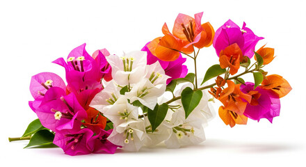 Tropical Bougainvillea with Pink and Orange Petals
