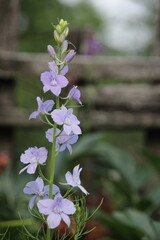 blooming flower