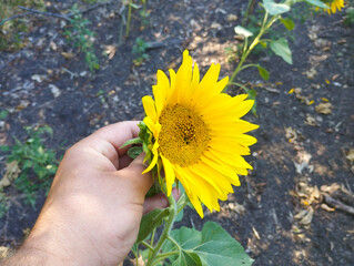 A man's hand holding a bright sunflower against a background of dark soil and leaves. This scene...