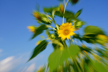 躍動感ある飛び出すヒマワリ　ーICM撮影